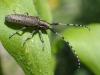 Agapanthia villosoviridescens